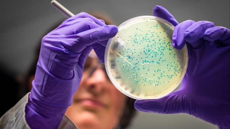 Scientist looking at bacteria 