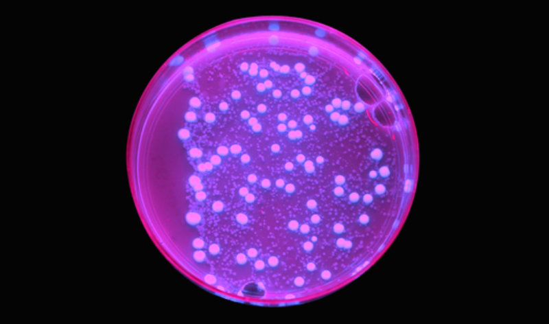 petri dish in UV light