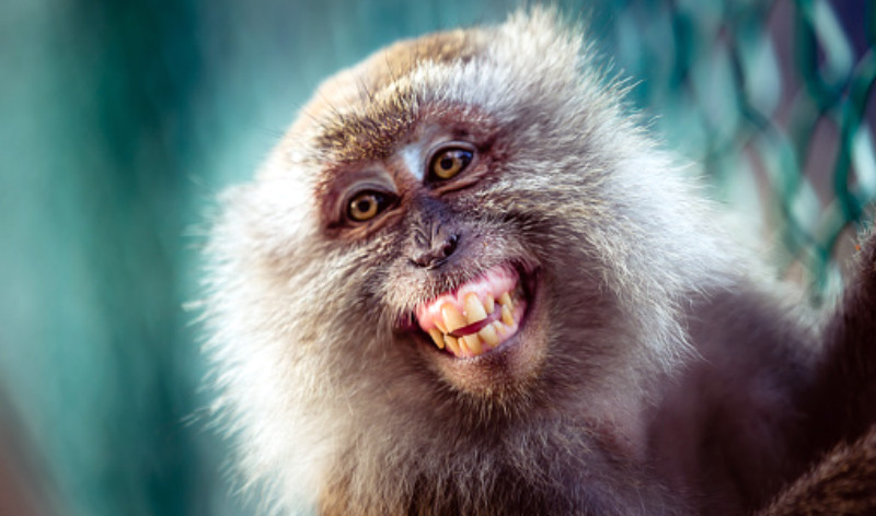 Why is this monkey smiling? 
