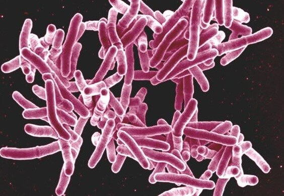 Mycobacterium Tuberculosis Bacterium
