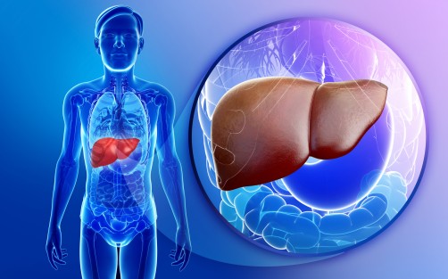 New approach to liver transplantation