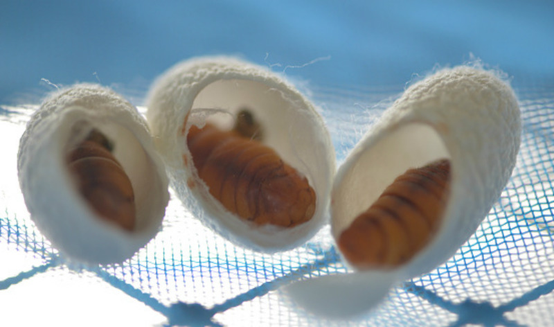 Silkworm pupae and HCV